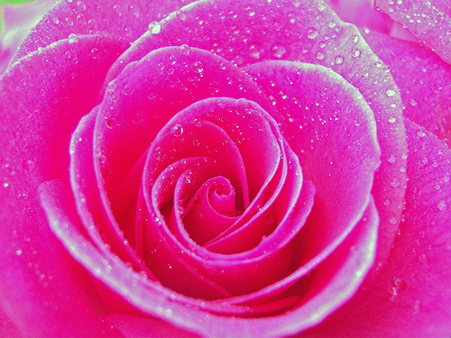 pink rose Fred Seghetti