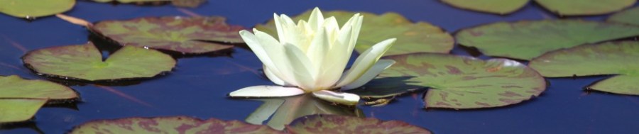 Newagemama-Panayiota Stamati's blog